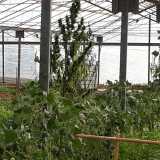 �Usiamo semi certificati dall'Unione Europea - evidenzia l'imprenditore - e pratichiamo un'agricoltura sinergica...�
